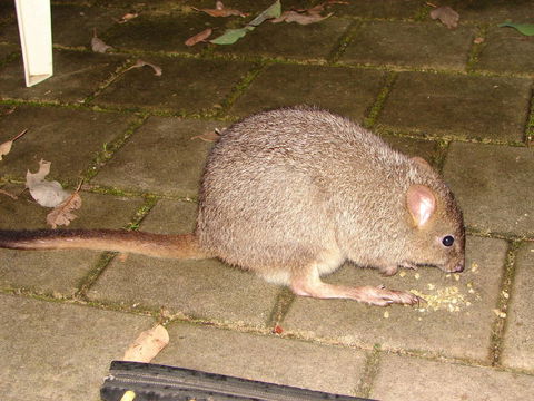 Yelverton Brook Conservation Sanctuary - Accommodation Yamba 37
