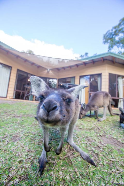 Yelverton Brook Conservation Sanctuary - Accommodation Yamba 17