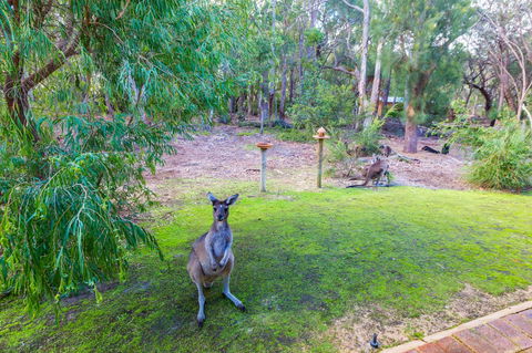 Yelverton Brook Conservation Sanctuary - Accommodation Yamba 11