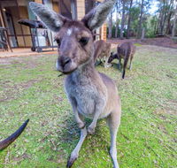 Yelverton Brook Eco Spa Retreat  Conservation Sanctuary - Accommodation Yamba