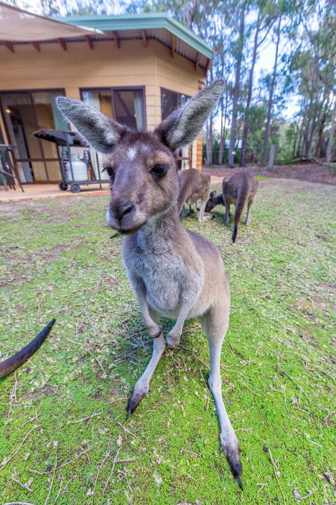 Yelverton Brook Conservation Sanctuary - Accommodation Yamba 0