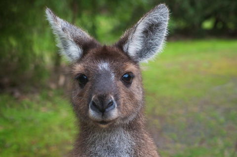 Yelverton Brook Conservation Sanctuary - Accommodation Yamba 25