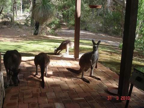 Yelverton Brook Conservation Sanctuary - Accommodation Yamba 22
