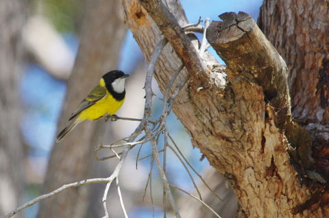 Yelverton Brook Conservation Sanctuary - Accommodation Yamba 35