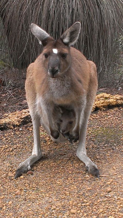 Yelverton Brook Conservation Sanctuary - Accommodation Yamba 27
