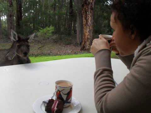 Yelverton Brook Conservation Sanctuary - Accommodation Yamba 44