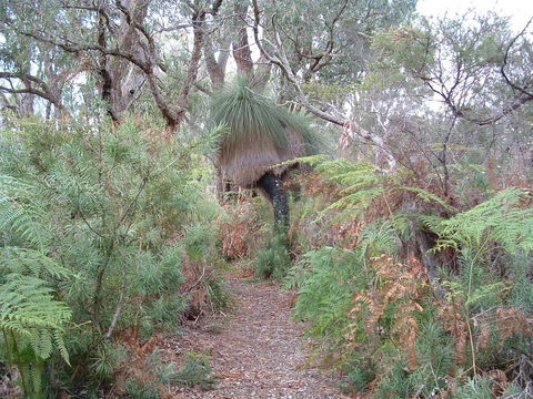 Yelverton Brook Conservation Sanctuary - Accommodation Yamba 41