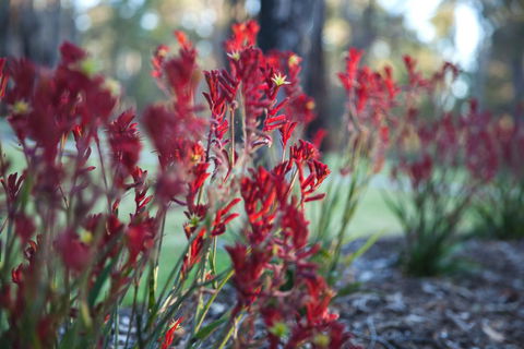 Amaroo Retreat & Spa - Accommodation Yamba 16