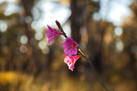 Amaroo Retreat & Spa - Accommodation Yamba 14
