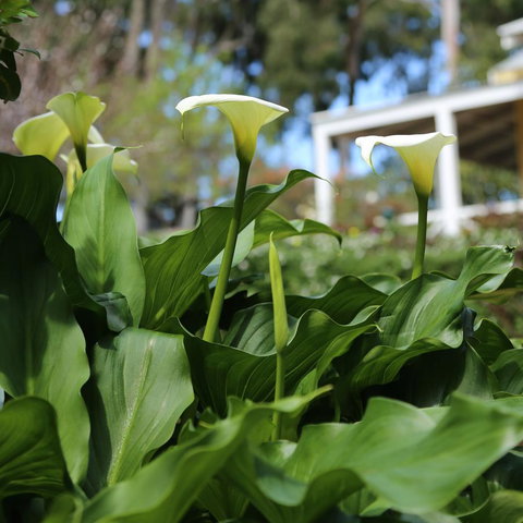 Two Sisters Chalets - Accommodation Yamba 32