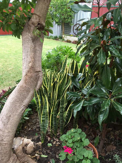 Bluebird Cottage - Accommodation Yamba 30