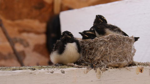 Daisy Cottage - Accommodation Yamba 27