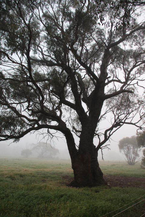 Daisy Cottage - Accommodation Yamba 23