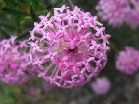 Tennessee Hill Chalets - Accommodation Yamba 19