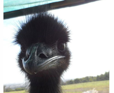 Tennessee Hill Chalets - Accommodation Yamba 16