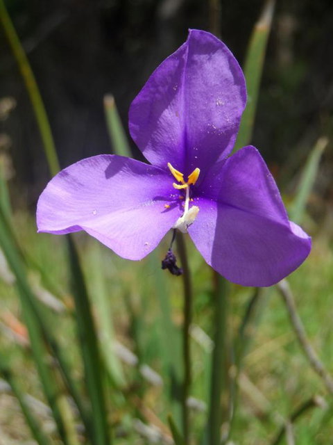 Tennessee Hill Chalets - Accommodation Yamba 22