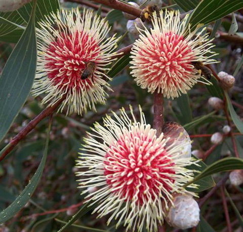 Tennessee Hill Chalets - Accommodation Yamba 20