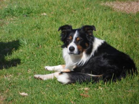 Tennessee Hill Chalets - Accommodation Yamba 11