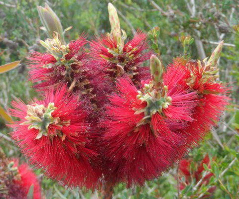 Tennessee Hill Chalets - Accommodation Yamba 21