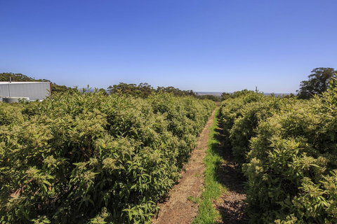 Tennessee Hill Chalets - Accommodation Yamba 14