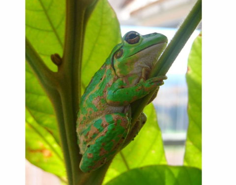 Tennessee Hill Chalets - Accommodation Yamba 10