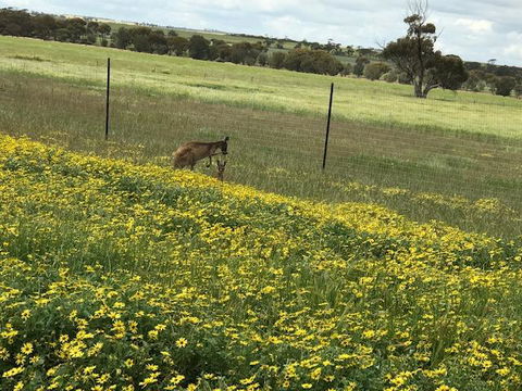 The Mains Guest House 2 Bedroom Farm Stay - Accommodation Yamba 15