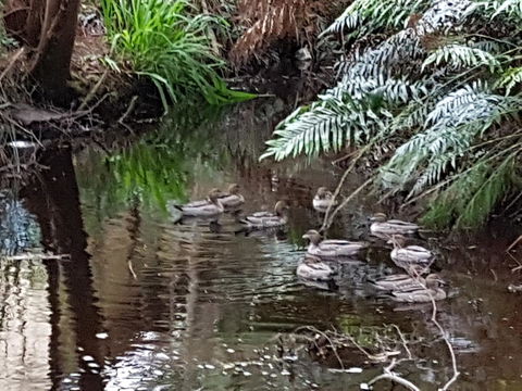 Strahan Retreat Holiday Park - Accommodation Yamba 24