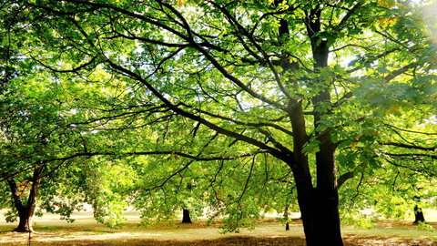 New Norfolk Junction Motel - Accommodation Yamba 25