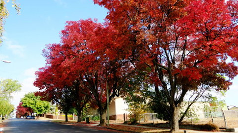 New Norfolk Junction Motel - Accommodation Yamba 22