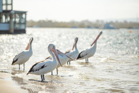 Noosa River Palms - Accommodation Yamba 3
