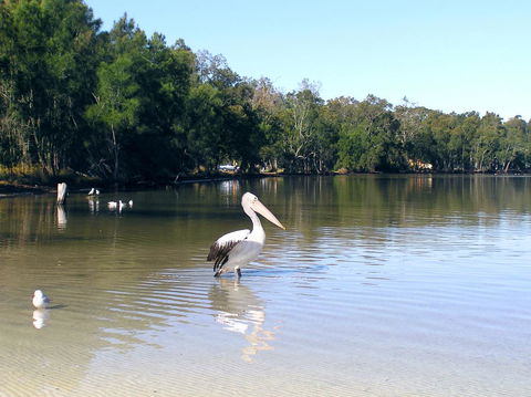 Paradise Bungalow Waterfront - Accommodation Yamba 2