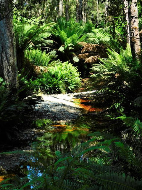 Shakespeare's Wilderness Chalet - Accommodation Yamba 3