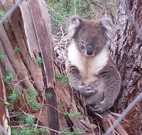 Stringybark Hills Retreat - Accommodation Yamba