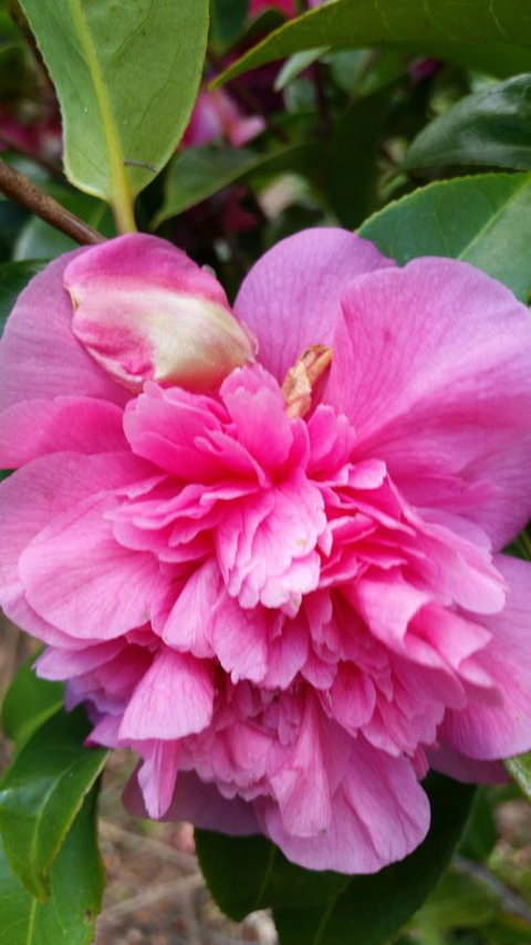 Birch Lane - Accommodation Yamba 38