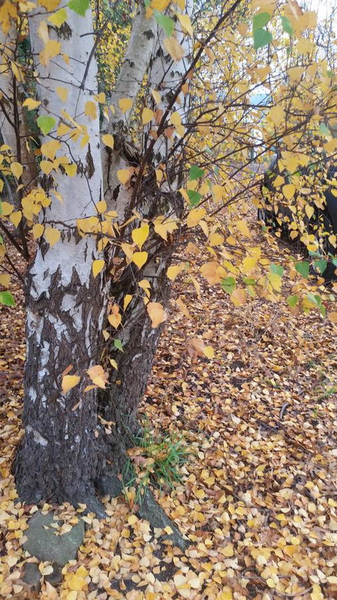 Birch Lane - Accommodation Yamba 43