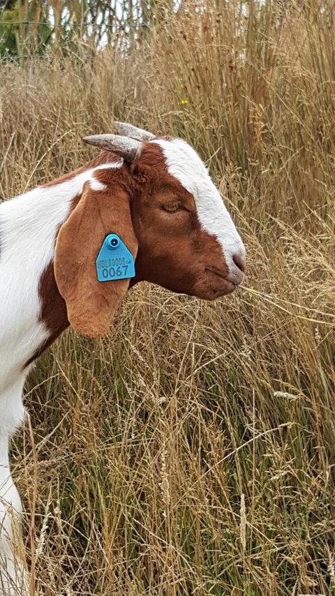 Hazelcreek Cottages - Accommodation Yamba 30