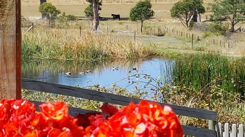 Hazelcreek Cottages - Accommodation Yamba 11