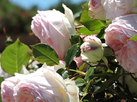 Hazelcreek Cottages - Accommodation Yamba 29