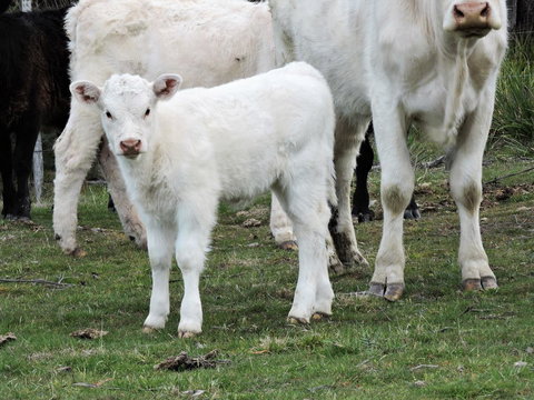 Hazelcreek Cottages - Accommodation Yamba 32