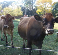 Drumreagh Bed  Breakfast Cabins - Accommodation Yamba