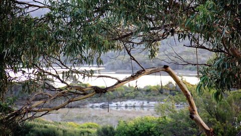 KINGFISHER COTTAGE Beachfront At The Binalong Bay - Accommodation Yamba 17