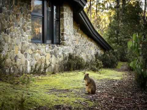 Discovery Parks - Cradle Mountain - Accommodation Yamba 22