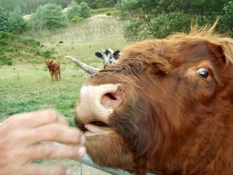 Eden Orchard & Farmstay - Accommodation Yamba 25