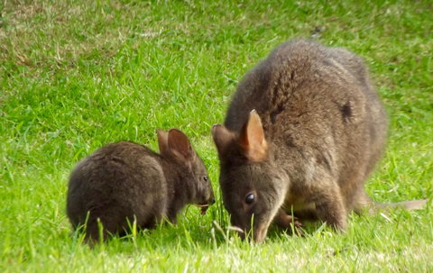 Eden Orchard & Farmstay - Accommodation Yamba 31