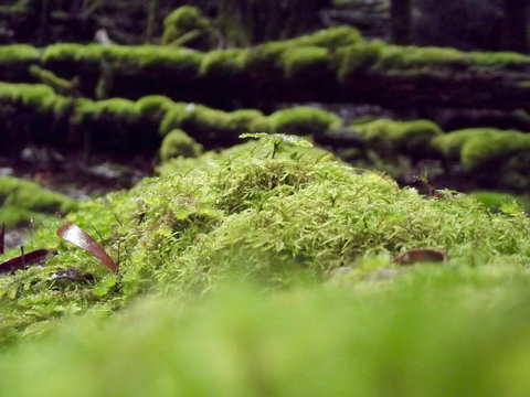 Eden Orchard & Farmstay - Accommodation Yamba 14