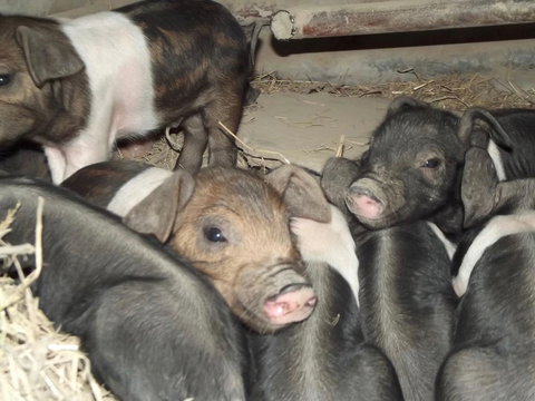 Eden Orchard & Farmstay - Accommodation Yamba 36