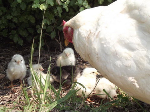 Eden Orchard & Farmstay - Accommodation Yamba 27