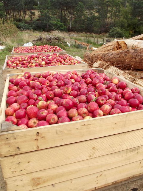 Eden Orchard & Farmstay - Accommodation Yamba 33