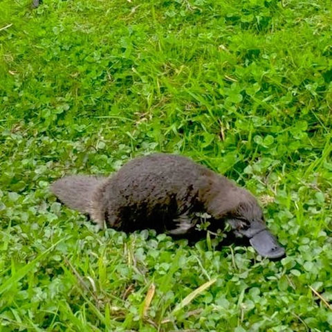 Eden Orchard & Farmstay - Accommodation Yamba 15