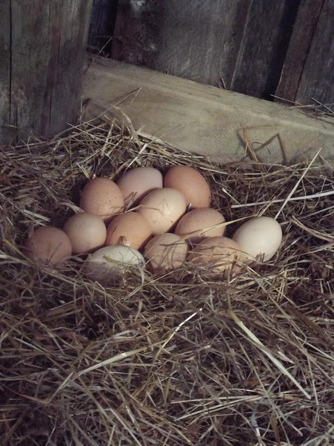 Eden Orchard & Farmstay - Accommodation Yamba 30